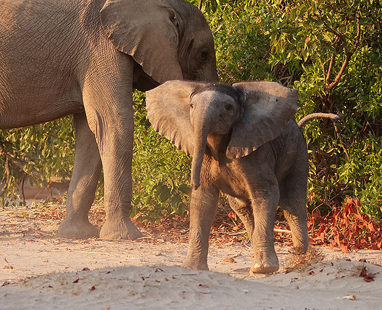Hoanib
