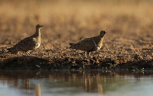 Black-faced sangrouses - Shompole