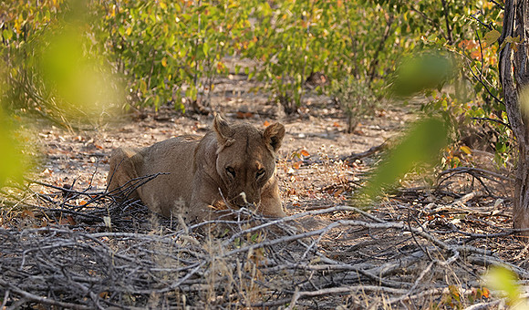 Ongava Private Reserve