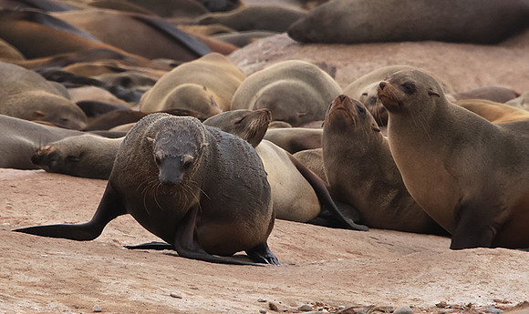 Cape fur seals - Skeleton coast