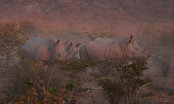 White rhinos  -  Ongava Private Reserve
