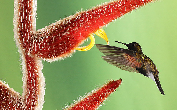 Black-bellied hummingbird