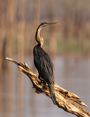 Matusadona NP
