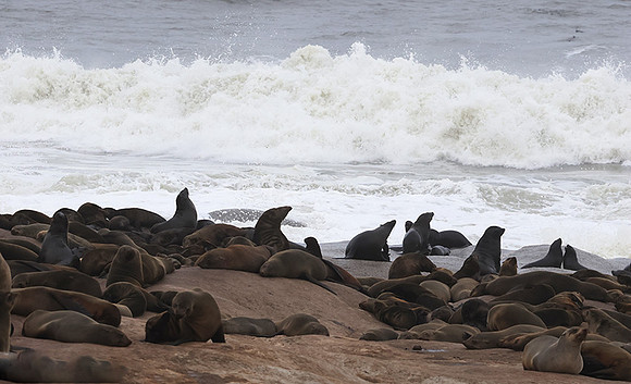 Cape fur seals - Skeleton coast