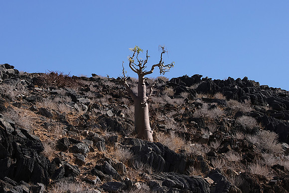 Damaraland