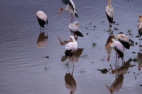 Yellow-billes storks - Lake Nakuru