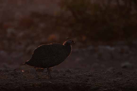 Helmeted guineafowl - Ongava Private Reserve