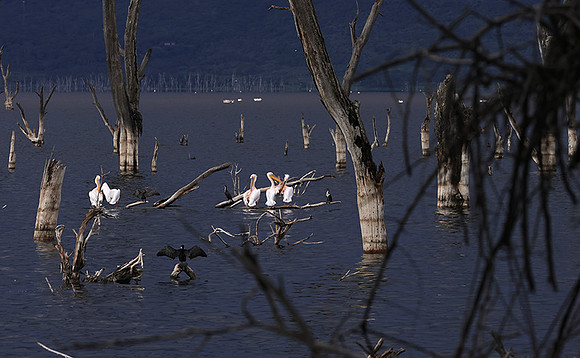 Lake Nakuru