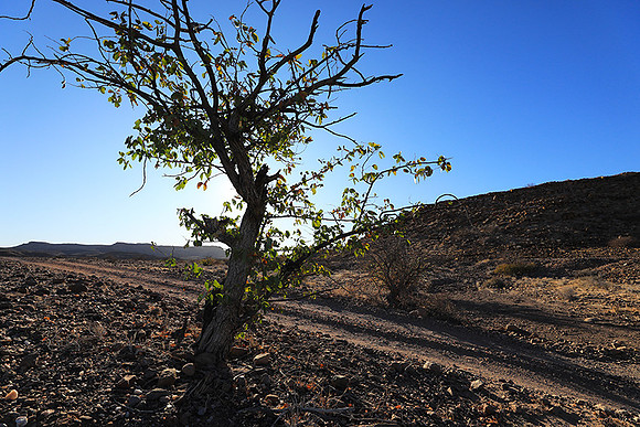 Damaraland
