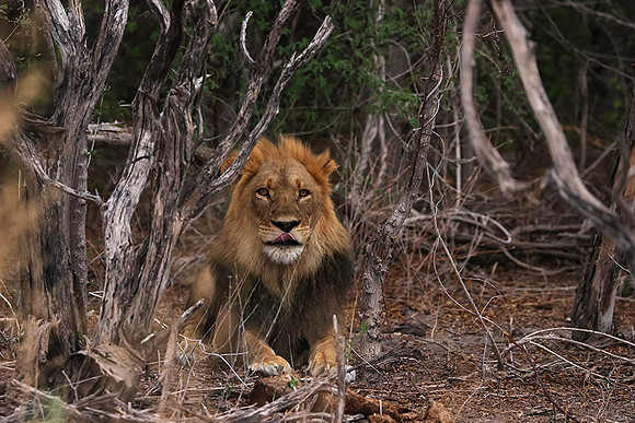 Nxai Pan