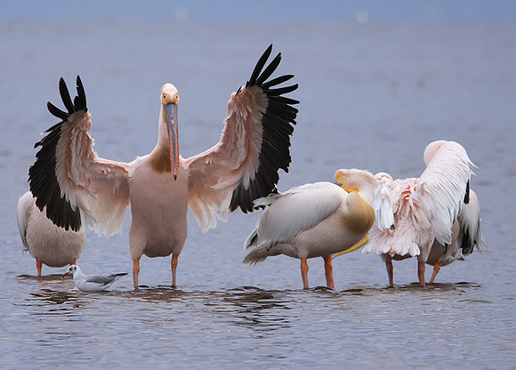 Lake Nakuru