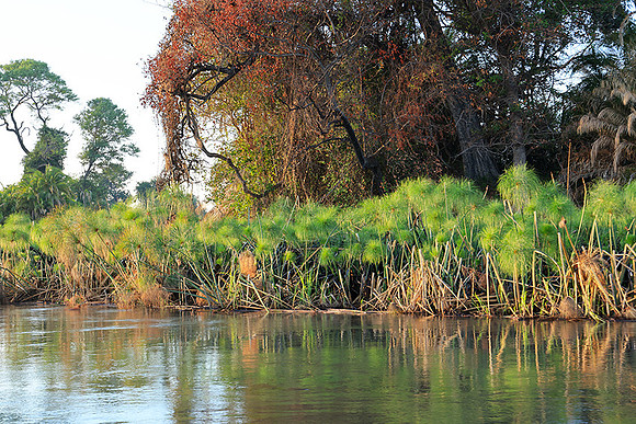 Delta of Okavango