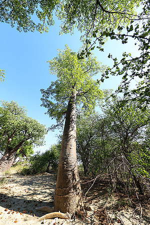 Botswana