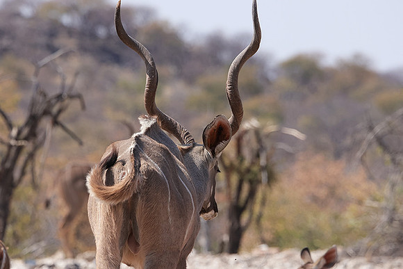 Onguma Private Reserve
