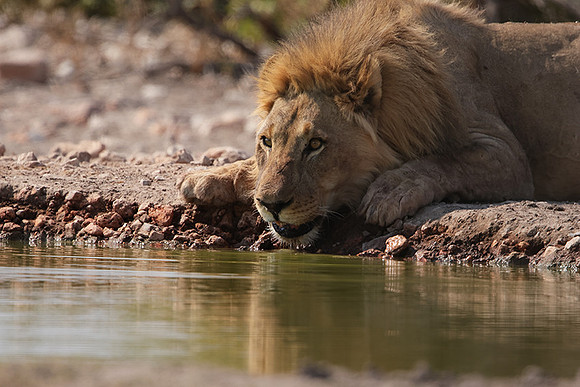 Ongava Private Reserve
