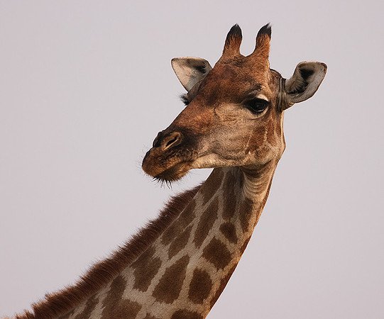 Onguma Private Reserve