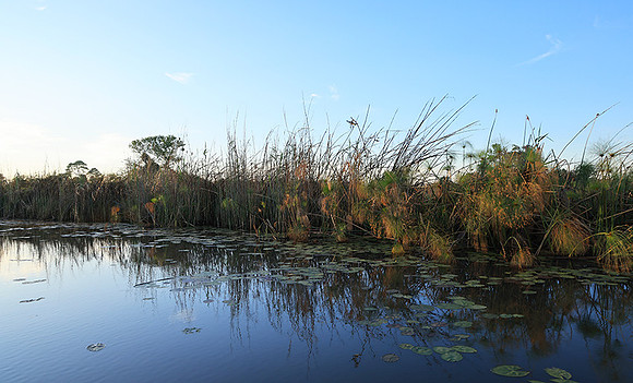 Delta of Okavango