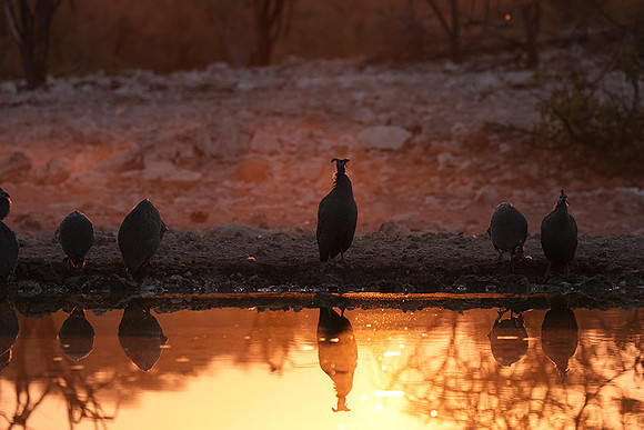 Helmeted guineafowl - Ongava Private Reserve