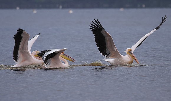 Lake Nakuru