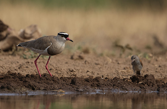 Crowned lapwing - Shompole