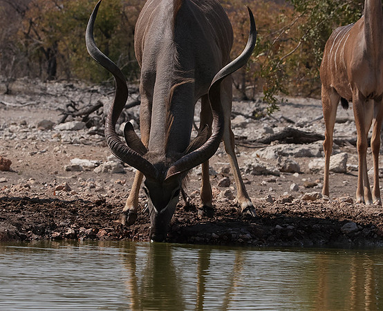 Onguma Private Reserve