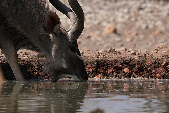 Onguma Private Reserve