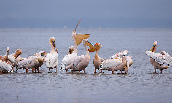 Lake Nakuru