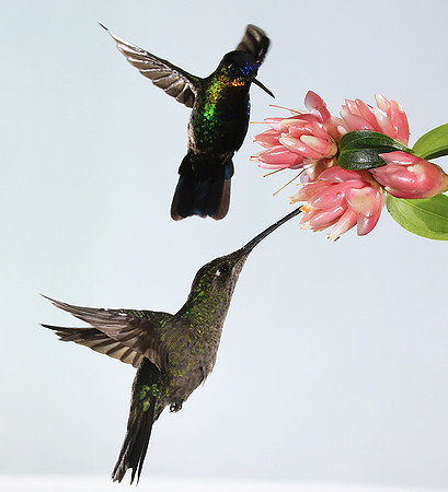 Fiery-throated humming bird & rivoli's hummingbird