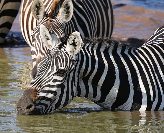 Serengeti - Grumeti Private Reserve