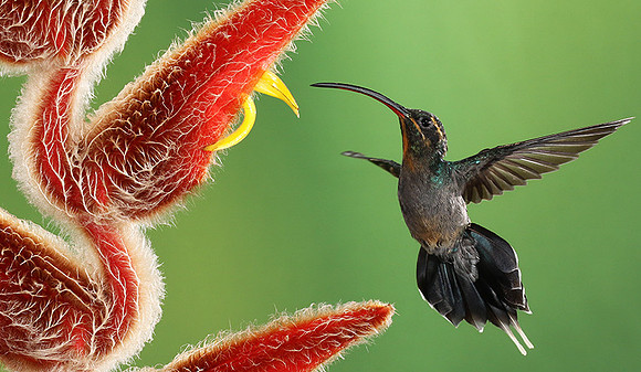 Green hermit