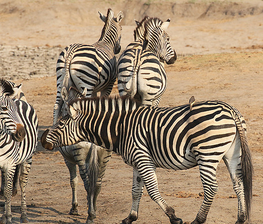Hwange National Park
