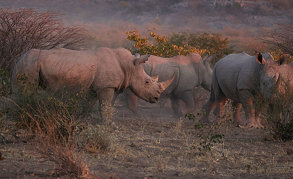 White rhinos  -  Ongava Private Reserve