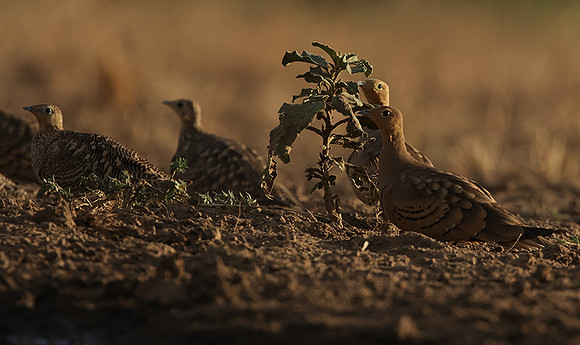 Chestnut-bellied sandgrouse - Shompole