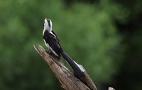 Von der Decken's hornbill
