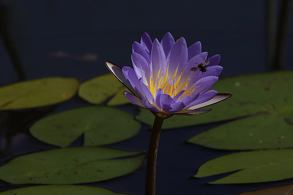Lotus flowers - Botswana