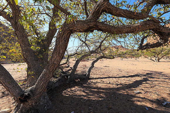 Damaraland