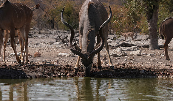 Onguma Private Reserve