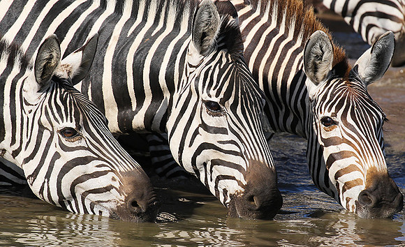 Serengeti - Grumeti Private Reserve