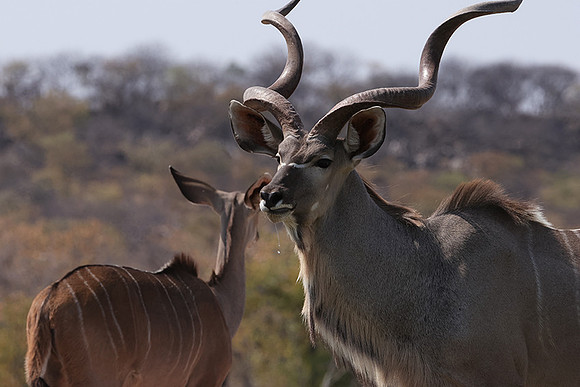 Onguma Private Reserve
