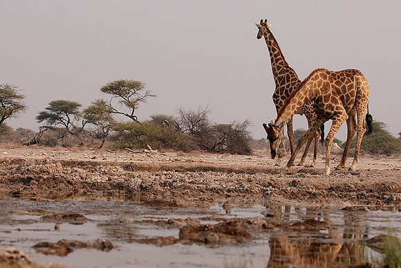 Onguma Private Reserve