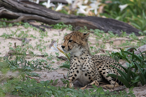 Delta of Okavango