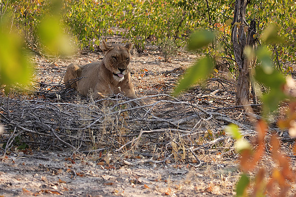 Ongava Private Reserve