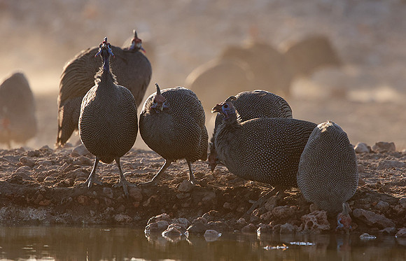 Helmeted guineafowl - Ongava Private Reserve