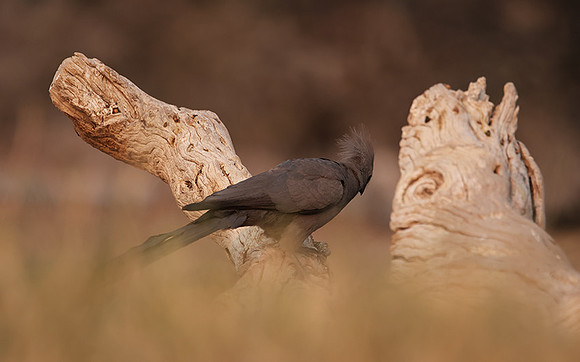 Goaway bird - Onguma Private Reserve