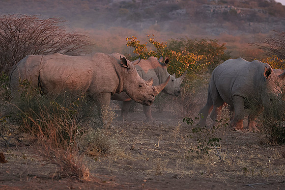 White rhinos  -  Ongava Private Reserve