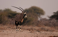 Onguma Private Reserve