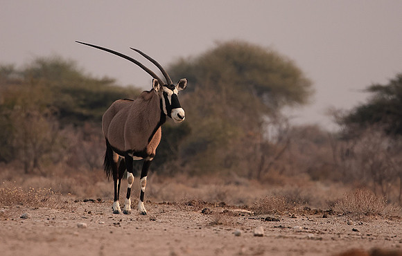 Onguma Private Reserve