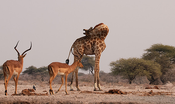 Onguma Private Reserve