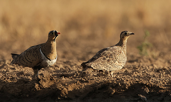 Black-faced sangrouses - Shompole