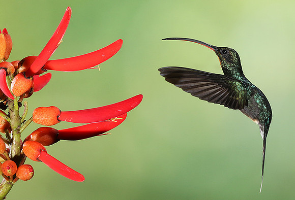 Green hermit